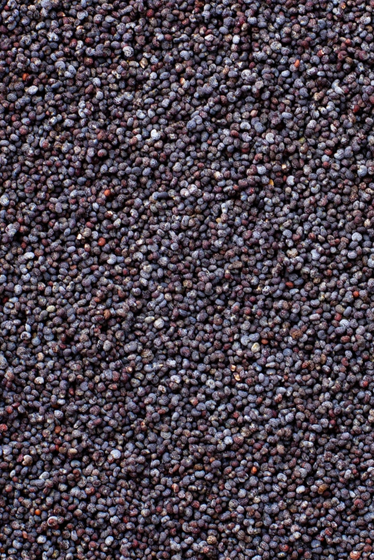 Detailed image of poppy seeds.